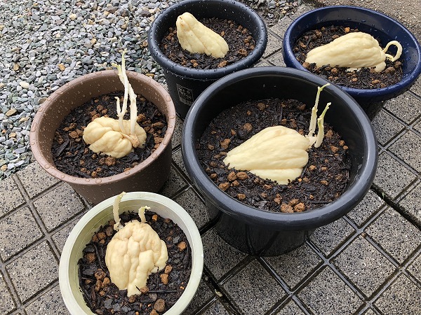 ５月からのハヤトウリ栽培🍀GreenSnap グリーンスナップ