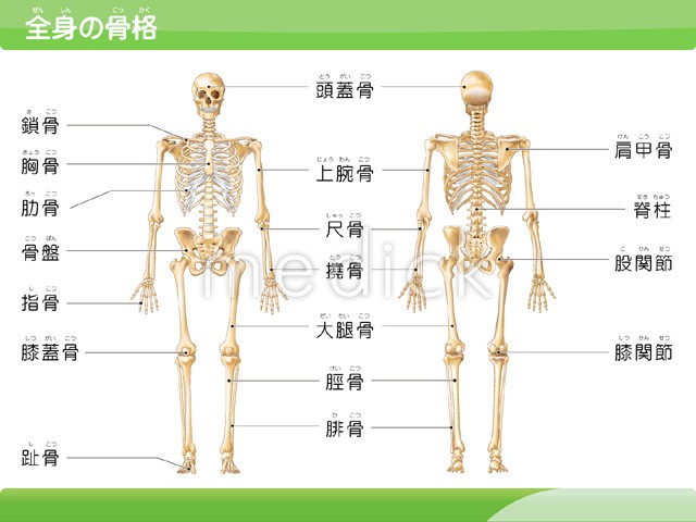 楽天市場検査 人体解剖学チャート ポスター 3枚セット 骨格筋・骨格・神経図パネルなし - 縦86×横62cm表面仕上げはラミネート加工。 smtb-s: 健康美容用品専門店Frontrunner