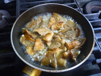 ハツタケきのこ図鑑