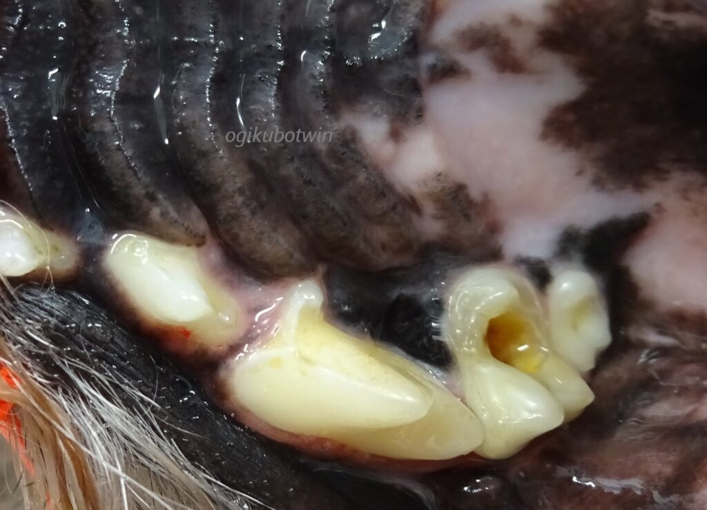 ジョングク 体調悪いTikTok