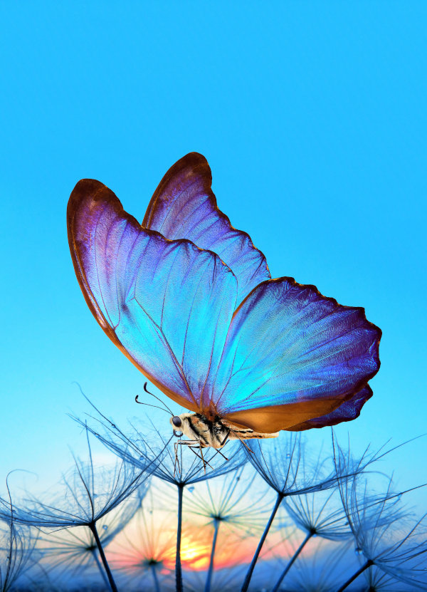 青いものいろいろセット - 海福雑貨通販部