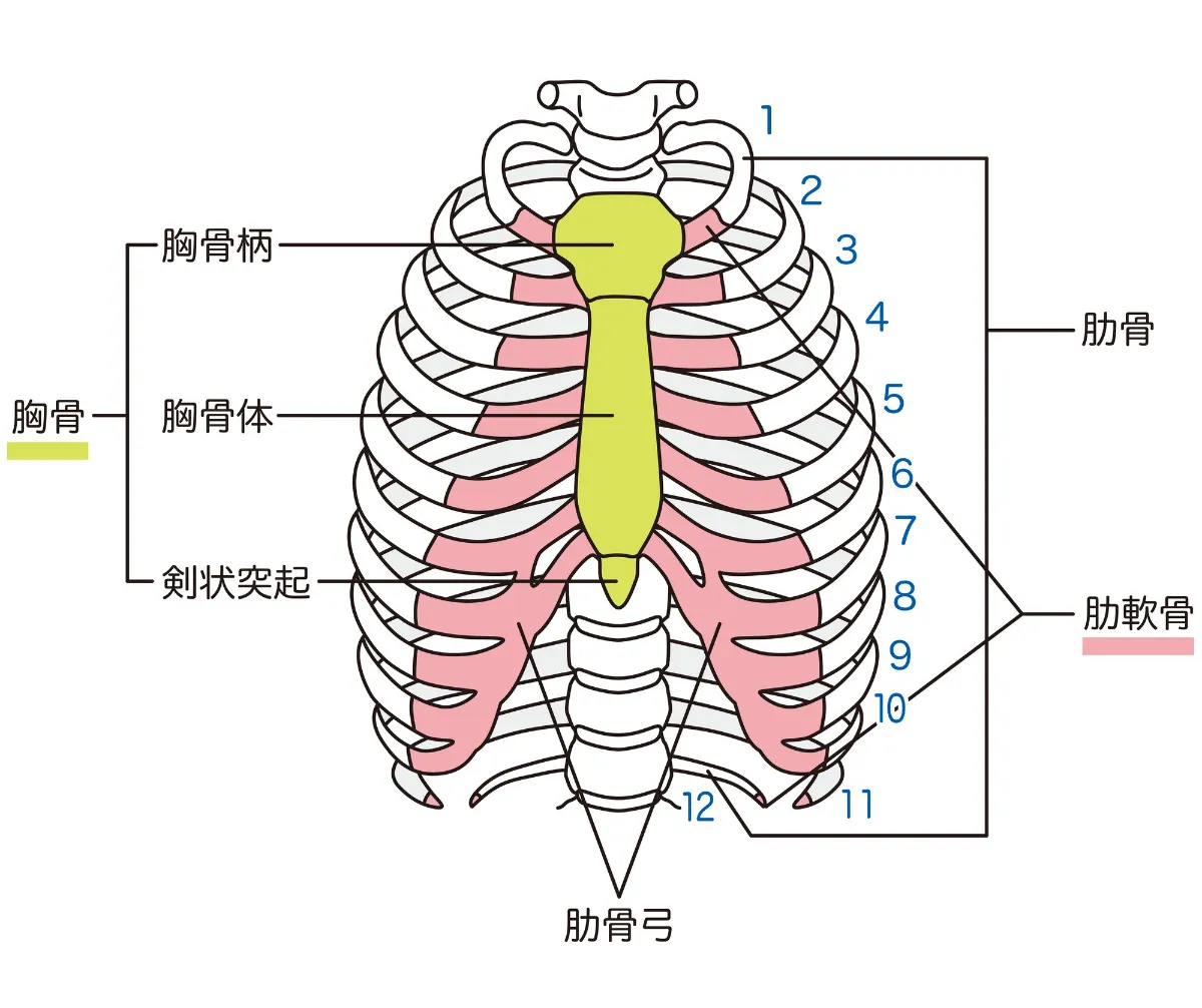 思春期 成長期 の女の子が気になる、胸の成長・発達のこと。いつまで続く？：スクスクのっぽくん