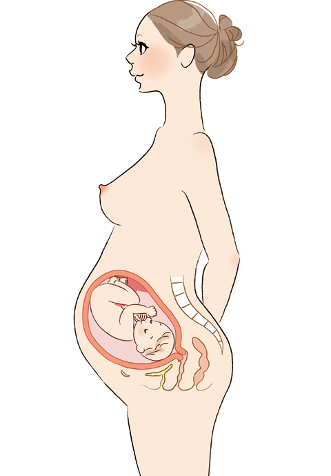 妊娠10ヶ月は臨月に突入！赤ちゃんの体重やお腹の大きさは？ - こそだてハック