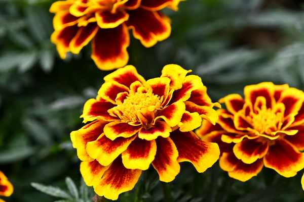 マリーゴールドの育て方 増やし方や寄せ植え・注意すべき病害虫を紹介 - For your LIFE