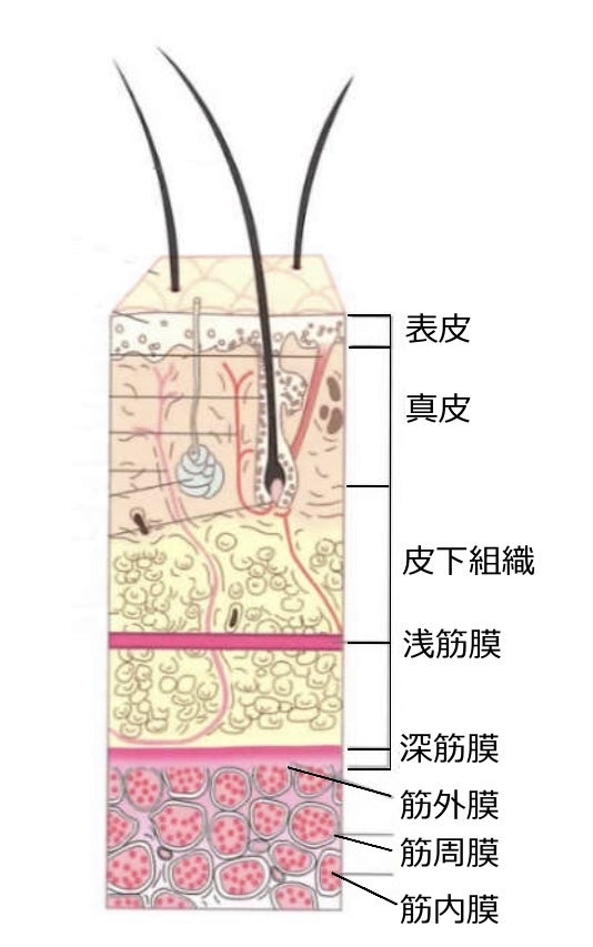 表層土壌調査について株式会社セロリ