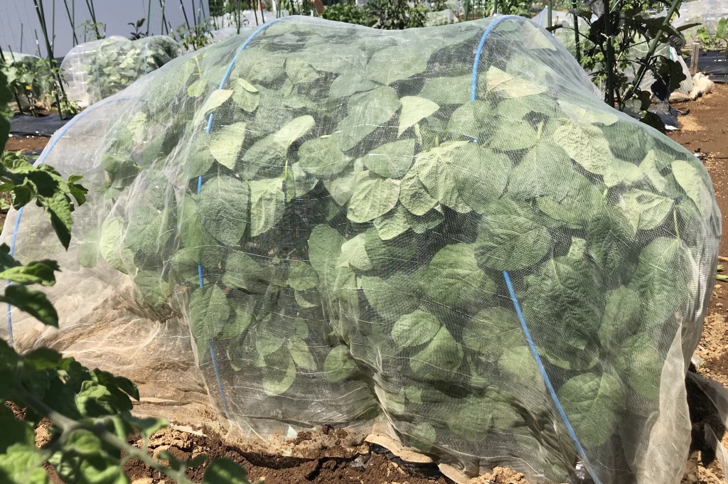 エダマメの害虫 - yoshicomのブログ