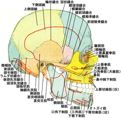 石澤敦クリニック-石澤敦のメディカルインフォ-頭部外傷