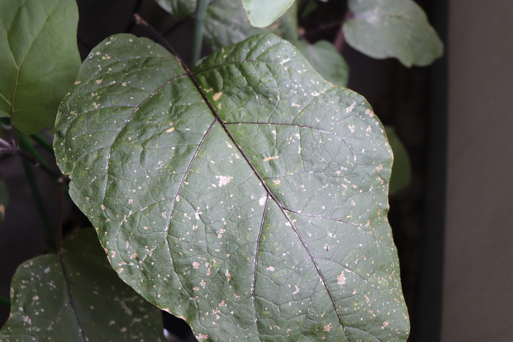 赤シソの葉は『虫』が付いている事があるのでよ〜く洗ってネ❢