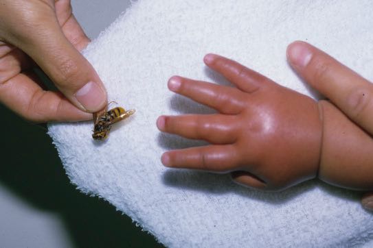 アシナガバチに刺された現場－ベランダに置いた鉢の裏側にあったアシナガバチの巣に気付かずに・: 福島のハチ駆除はルイワン蜂・害虫駆除センターにおまかせ