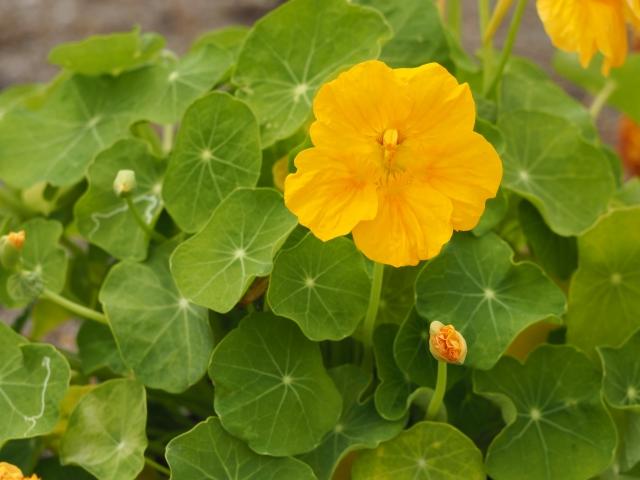 コンパニオンプランツと混植！オクラの栽培方法マイホームの予定表