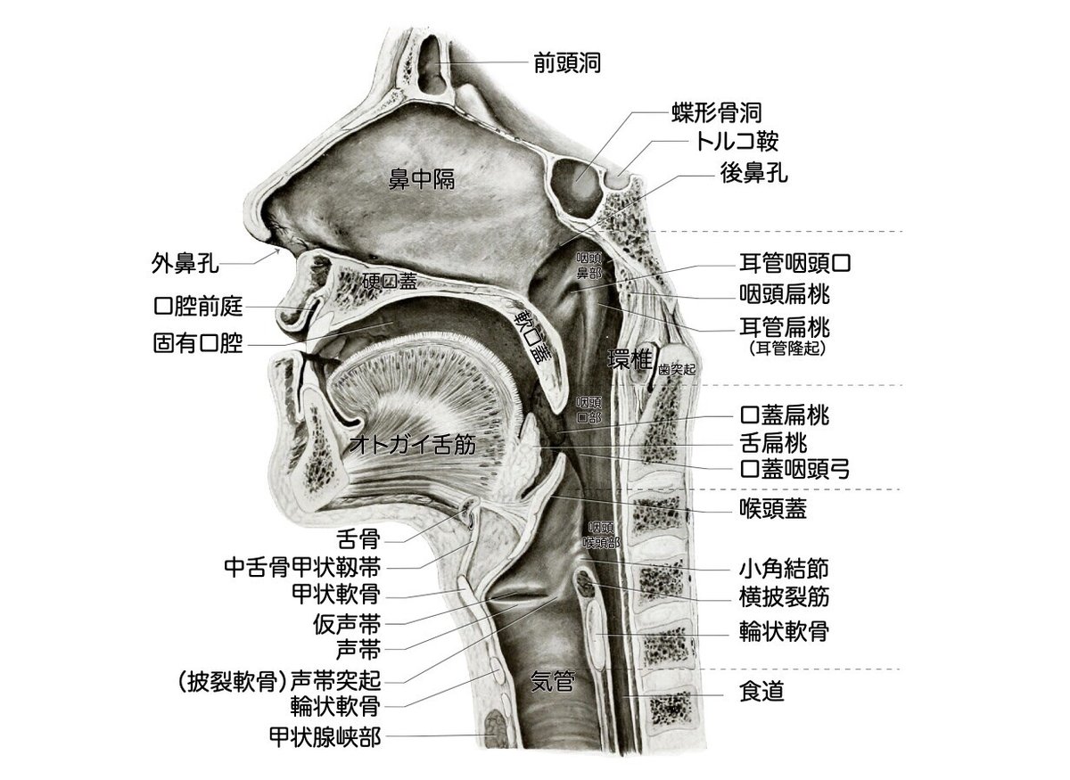 喉頭形成手術 甲状軟骨形成術 披裂軟骨内転術けいれん性発声障害 声が出にくい 声の高さを変えるなど様々な症状に医療法人顕夢会京都耳鼻咽喉音聲手術医院