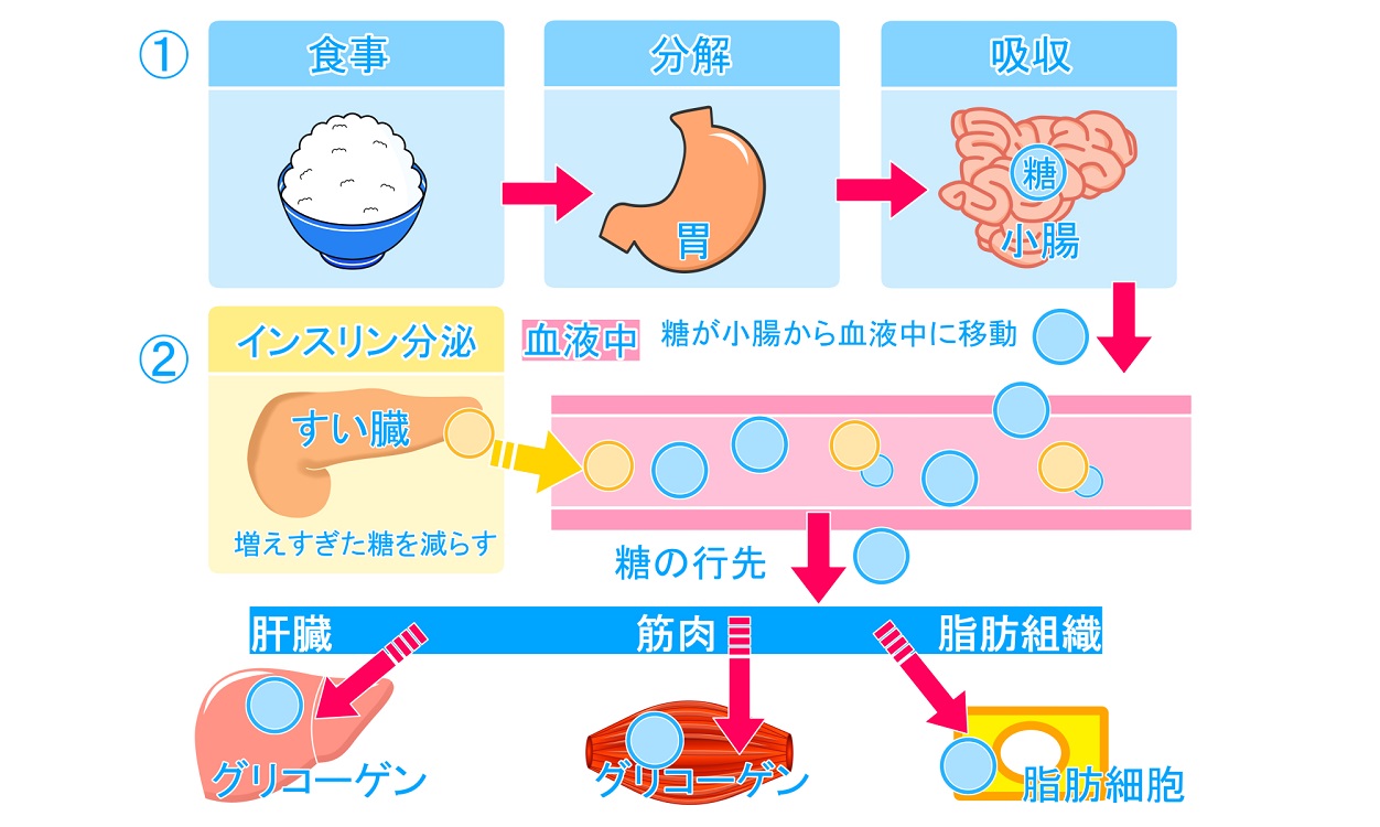 ライザップは痩せるの？ わずか2週間で6.6kgも痩せた私の体験談！ - おデブ大学生がライザップでガチダイエットするブログ