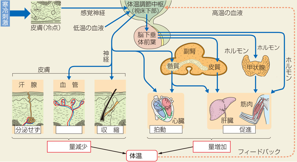 漢方薬屋のひとりごと５体温調節が出来ない？熱感と冷えが混在する人 -有 せいゆう薬局 自律神経失調症・パニック障害専門の漢方薬局