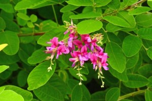 🌸Bush clover🌸ハギ 萩 🌸 🍃 🍃 花言葉は 💗 🍃 🍃 「思案」「内気」「想い」「前向きな恋」「柔軟な精神」 🍃🍃 •*¨*•.¸¸♬︎ 🍃 🍃 ALOHA〜〜🐻🌈 2023.9.19🌥🍃 🍃 今年も萩のお寺さんへお参りしてきたでつ🐻🌸🌸🌸 🍃 🍃 連日 暑すぎて 3連休中の写活は この