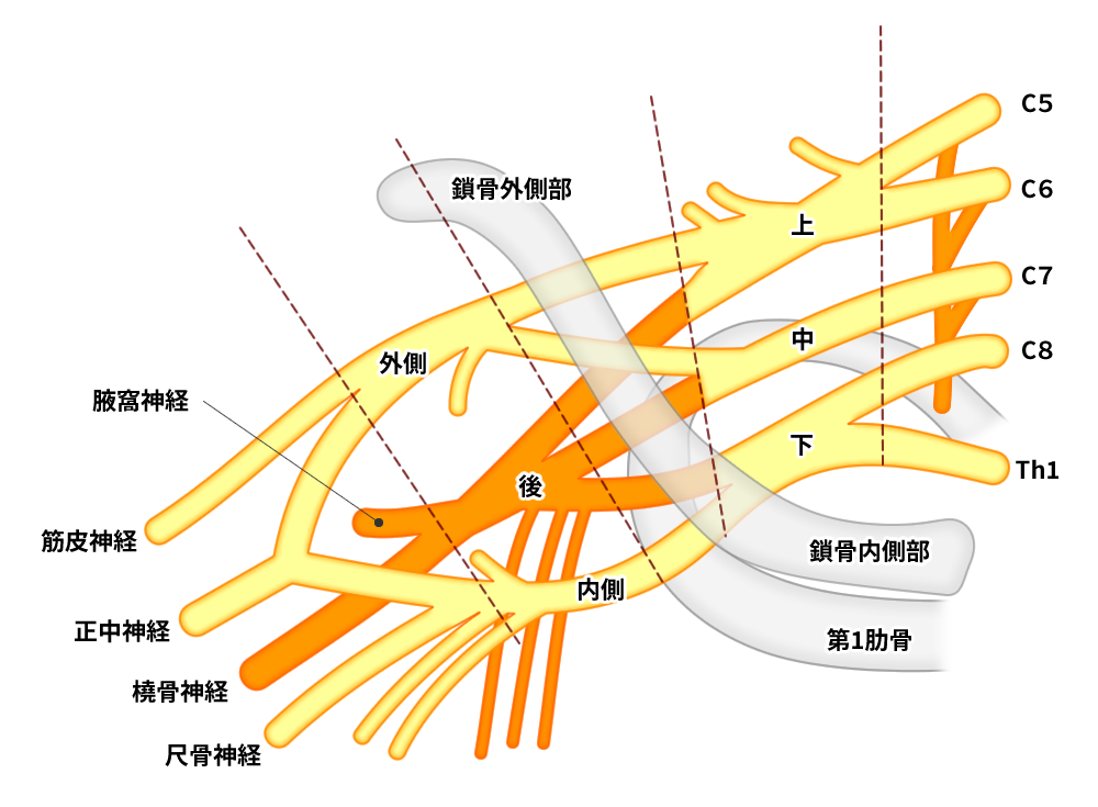 腰椎の生体力学鍼灸師が執筆・監修