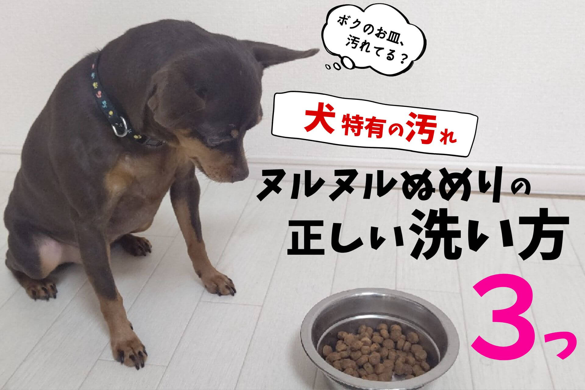 ペット 食器 スポンジ 水だけ ペット用食器洗い メッシュ サンコー – 三幸商店