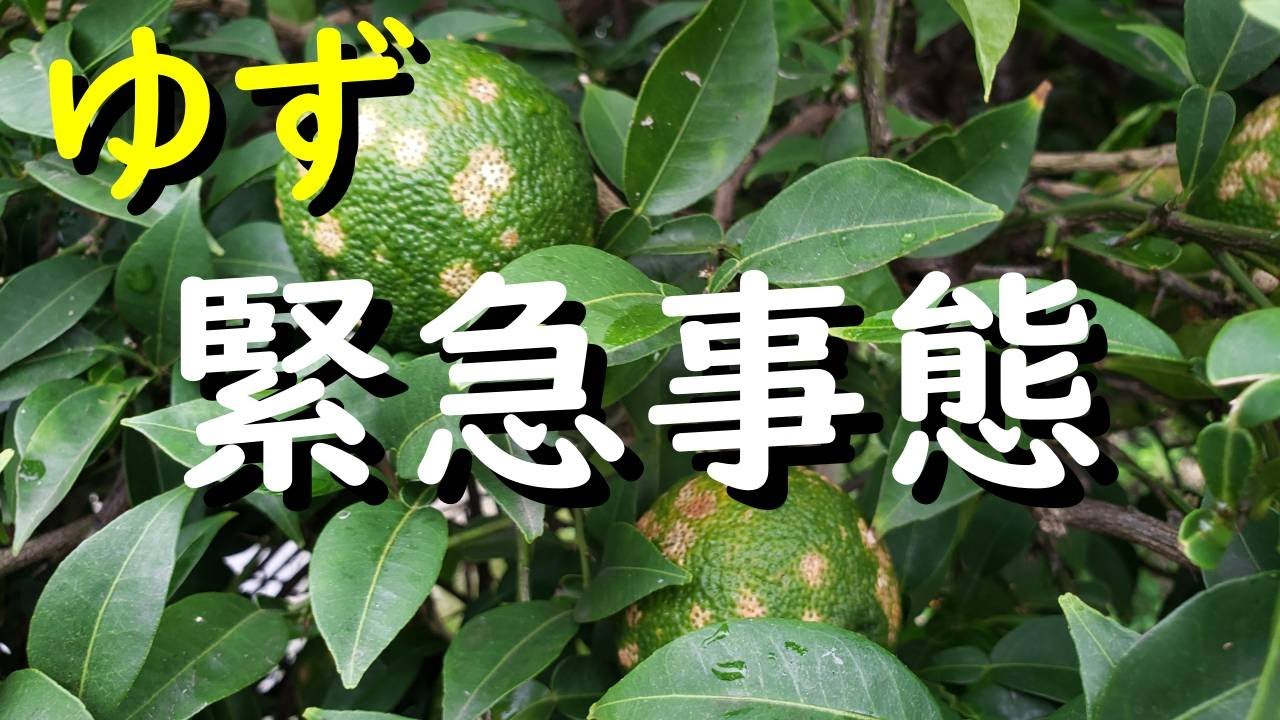 庭の柚子の木が・カイガラムシにやられた - 比企の丘