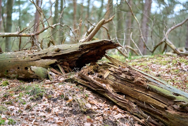 腐った木を薪して焚いててたら！！ - 店長のブログ - 薪ストーブ専門店 ファイヤーワールド新潟