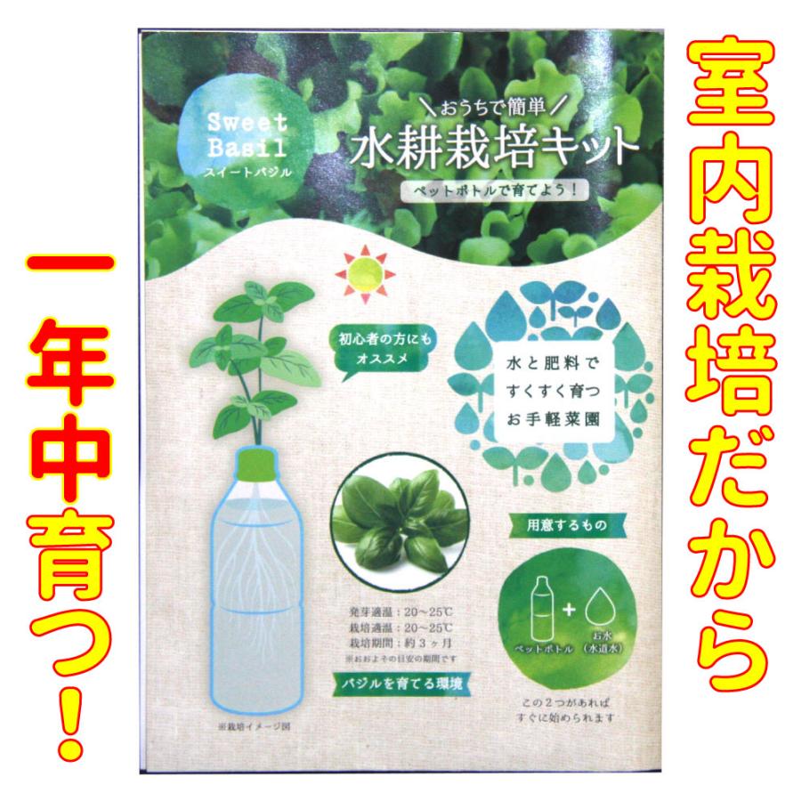 ペットボトルのバジルが1ヶ月で4倍に