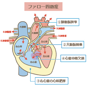 血液循環」の4.7万点のロイヤリティフリー画像、写真素材、絵Shutterstock