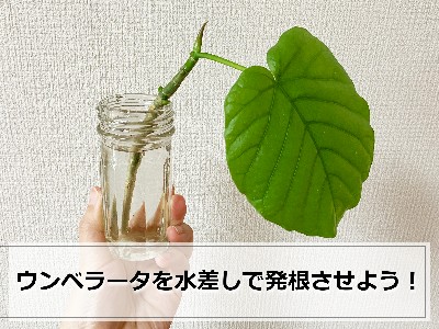 ウンベラータの挿し木成長！！！-ウンベラータブログ