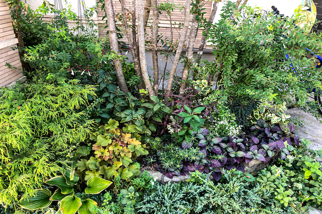 鉢植え アオダモのおすすめ商品とおしゃれな実例RoomClip ルームクリップ