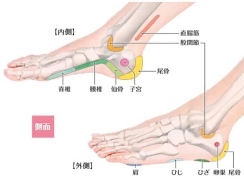 足裏反射区療法 足つぼ 田町・芝浦・三田など港区周辺の整骨・整体・鍼灸・マッサージなら芝浦マッサージ院