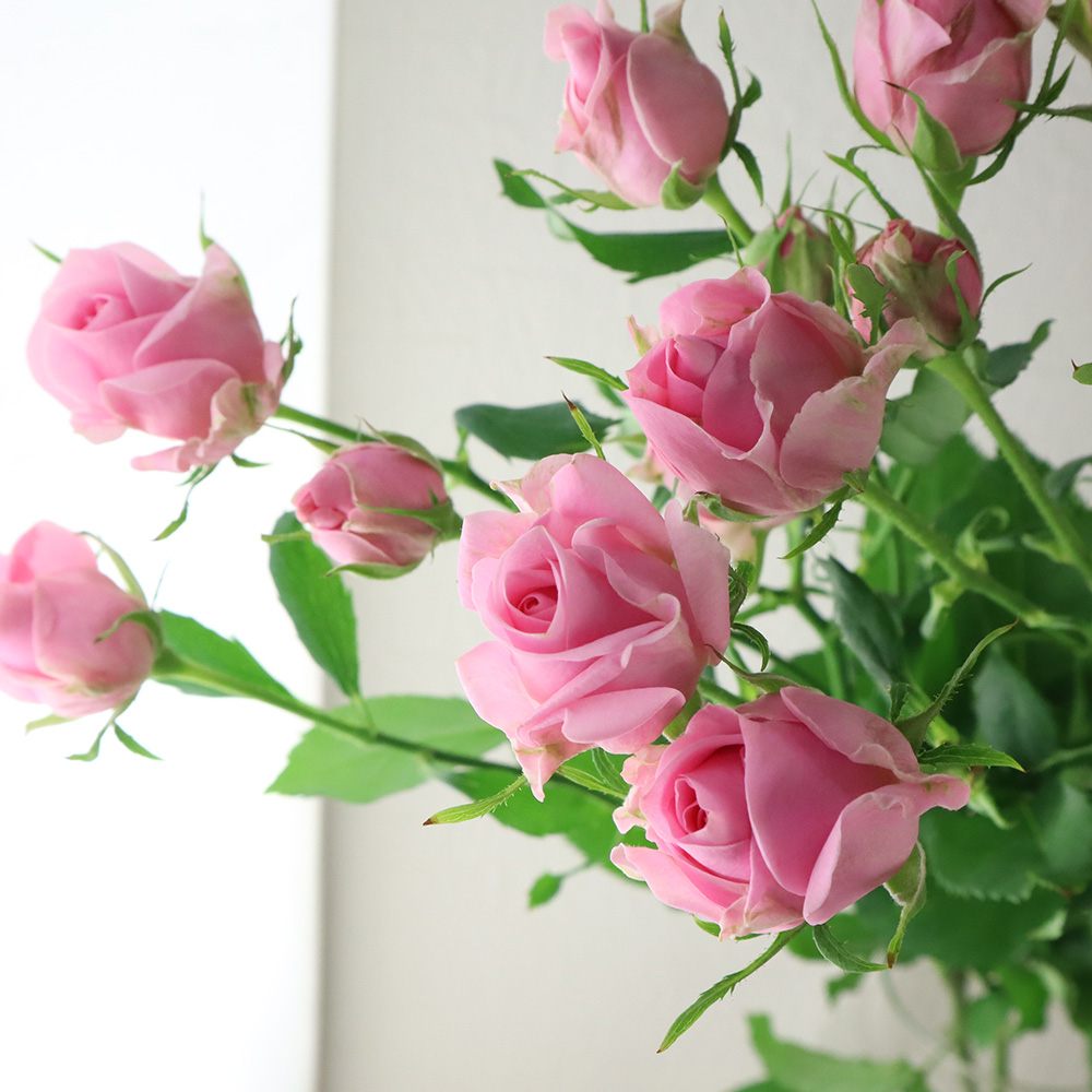 ⭐︎今週のスタッフおすすめ商品⭐︎ 今回は母の日にもピッタリ🩷 花期が長く、丈夫て育てやすいダイアンサスを紹介します🎵春から秋まで長くお花を楽しめ、地植え鉢植えどちらでも楽しめます✨ 寒さにも強く冬越しも可能です👍 ①アロマジェンヌ 甘い香りがするダイアン