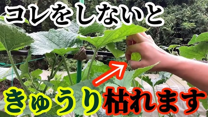 キュウリの摘心をしないとどうなる？正しいやり方植物を育てる技術