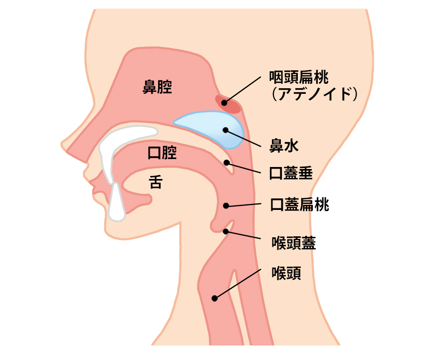 風邪 かぜ 症候群について戸田ファミリア耳鼻咽喉科