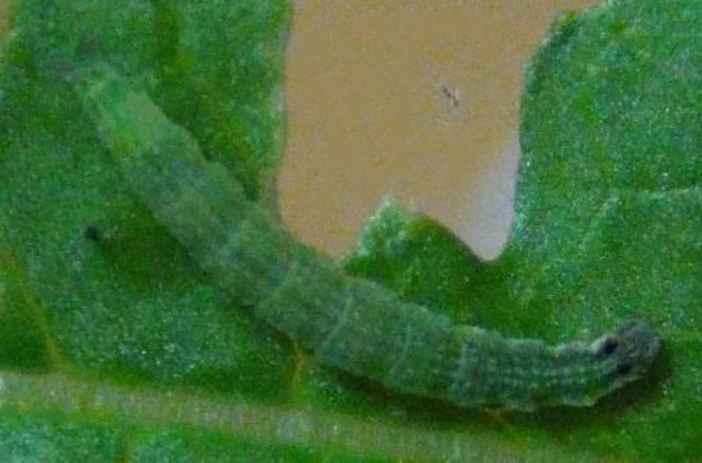 ゴボウの葉を食べる害虫 害虫対策の考え方Premium写真