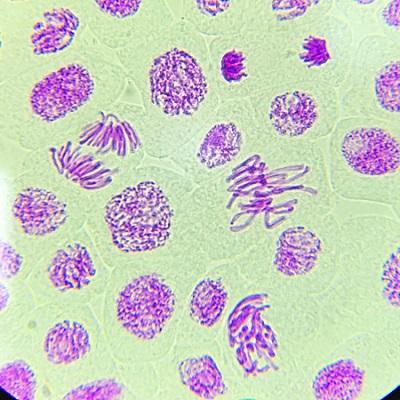 細胞分裂の3d要素イラスト画像とPSDフリー素材透過の無料ダウンロード - Pngtree