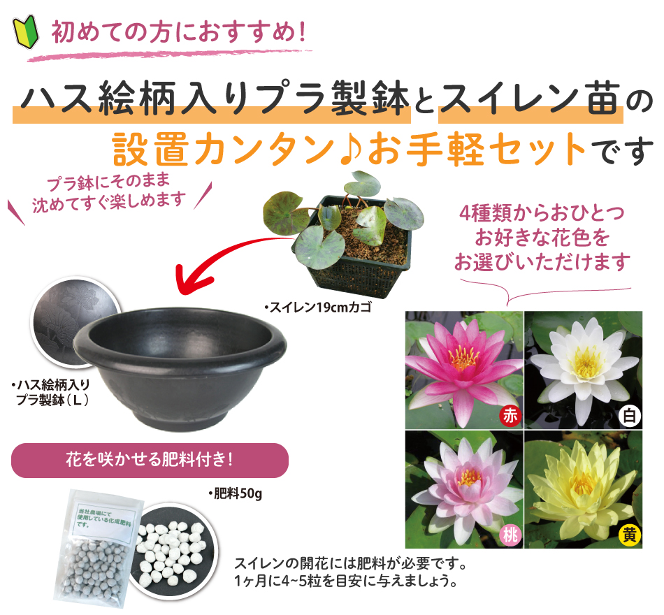 ２年間ほったらかしの睡蓮を植え替える – 晴れのちメダカ