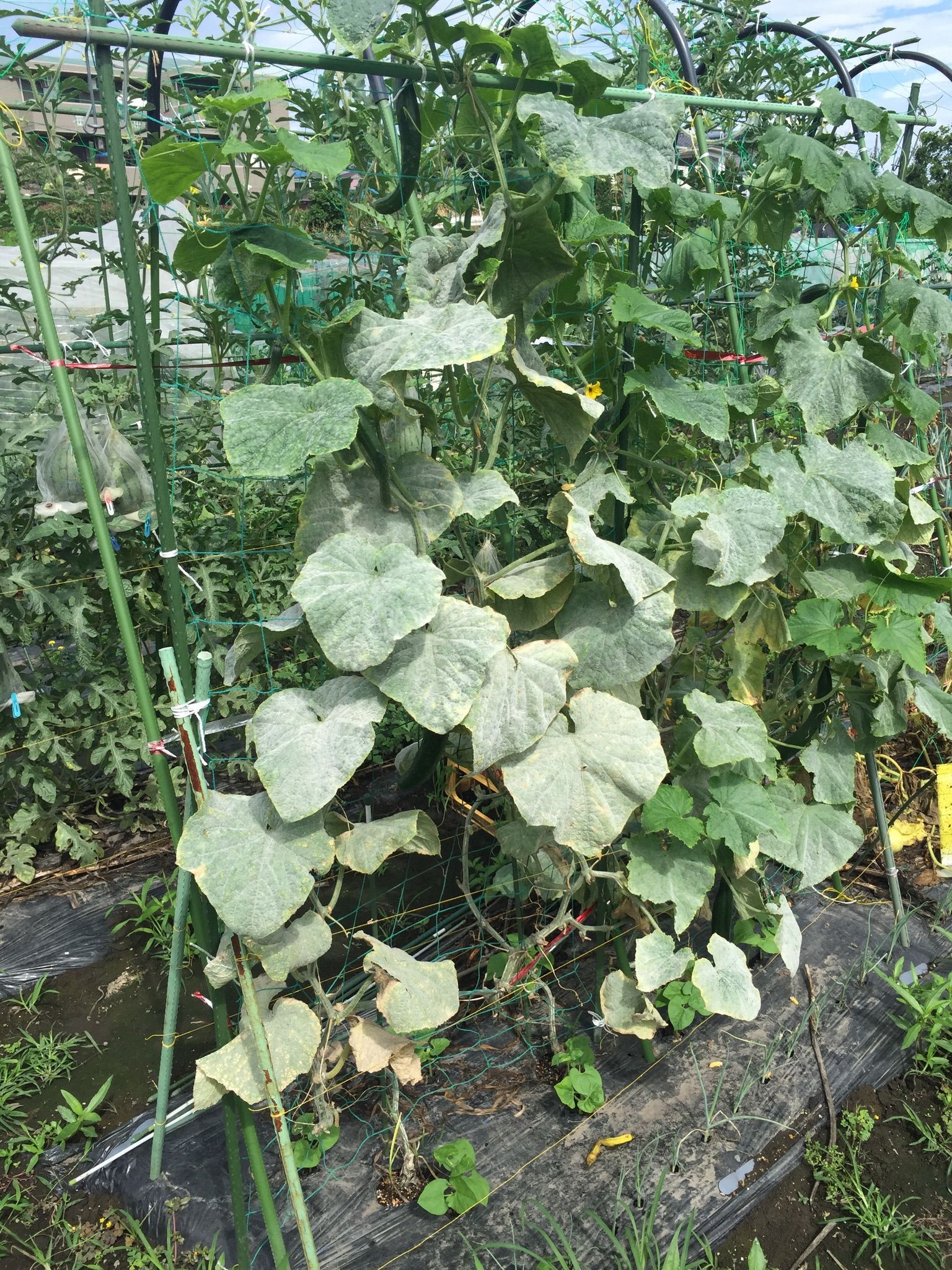 きゅうりの病気対策～対処法や予防方法を解説～KINCHO園芸