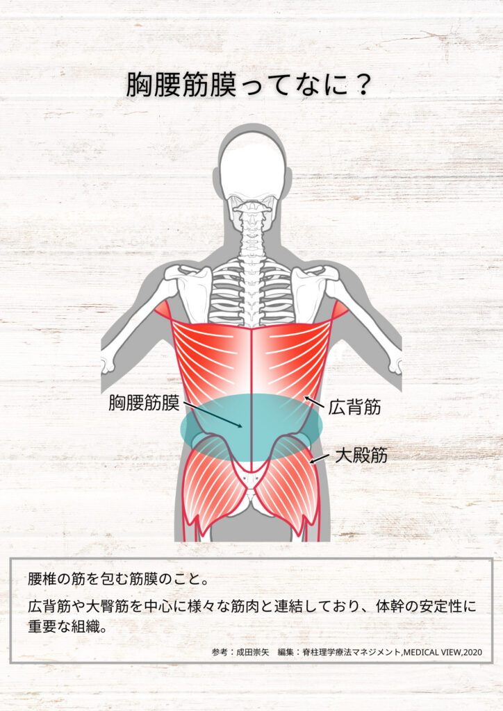 内腹斜筋│clindsc