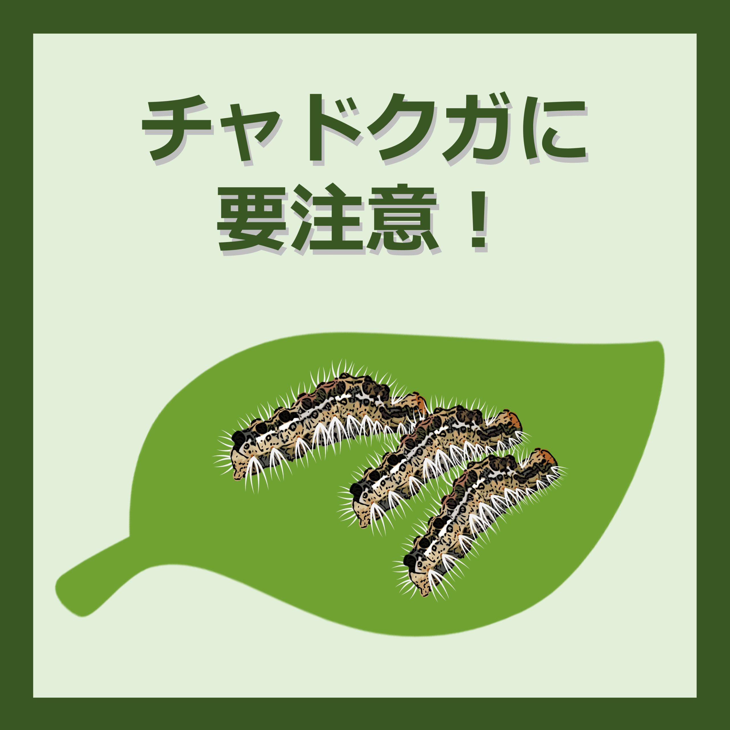 刺す毛虫３ イラガ 庭の刺す毛虫・刺さない毛虫 -- 公益社団法人農林水産・食品産業技術振興協会