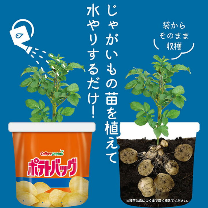 水やり「お菓子の容器型バケツでじゃがいも栽培」-そだレポみんなの趣味の園芸