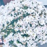 トゲがほぼ無いバラ アロマアークが咲きました♫カヲスなヲタク冒険記 - 楽天ブログ