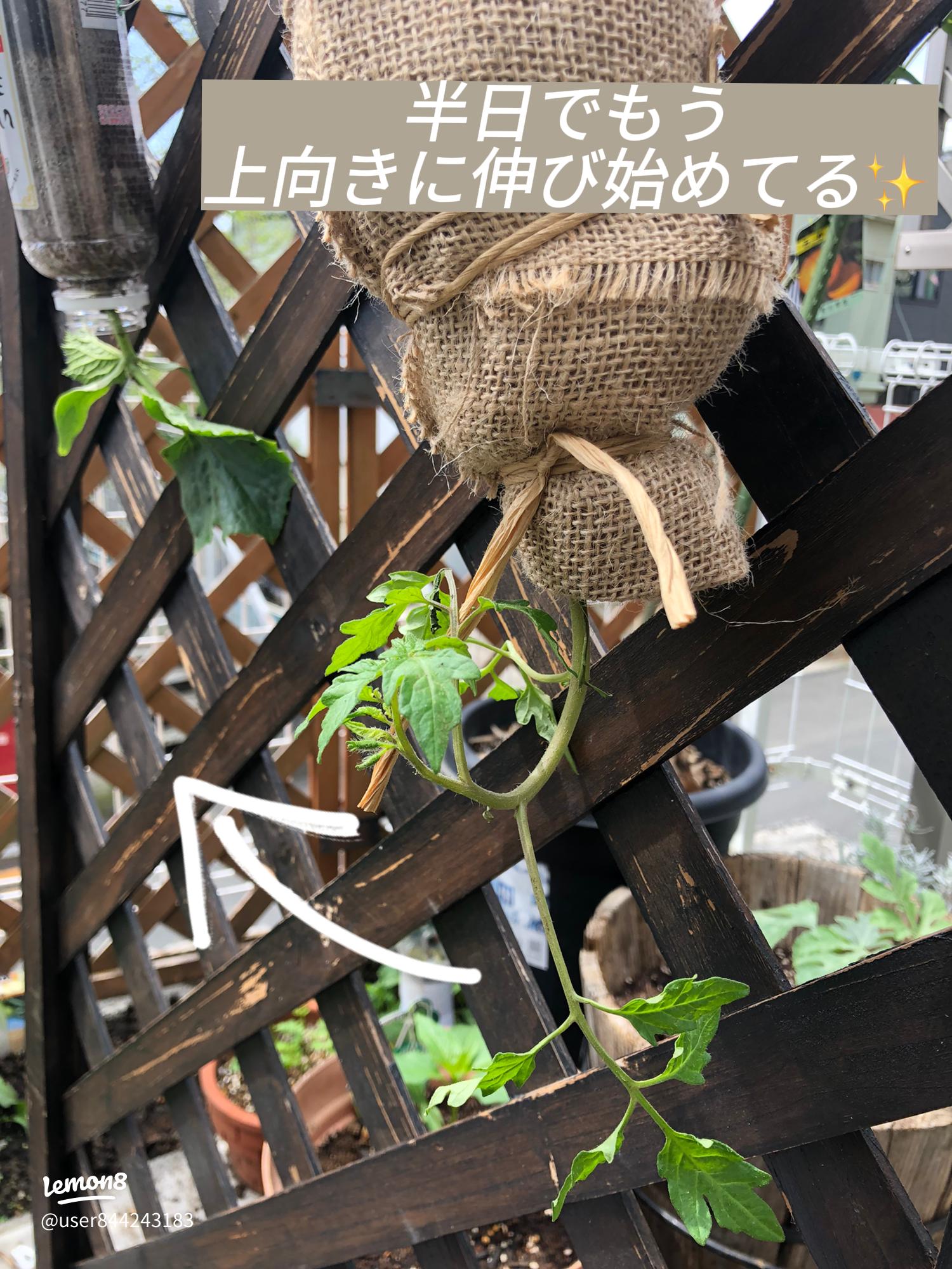 商品紹介株式会社 秋本天産物