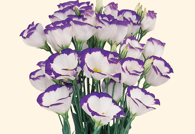 トルコキキョウの育て方 -植え付けから開花までを実例で紹介-明日は明日の薔薇が咲く