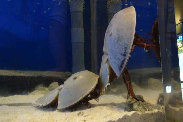 カブトガニの生態や秘密に迫る！ 世界で唯一のカブトガニ専門の博物館を訪れてみた 岡山県笠岡市- サカナト 2