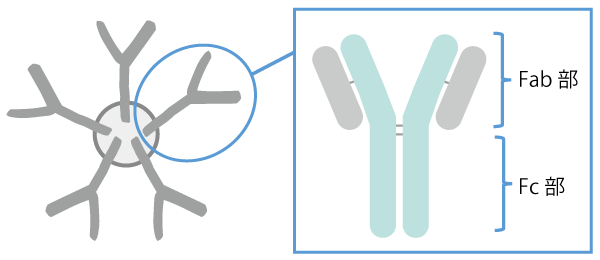 リンパ球と抗体守る 3看護roo! カンゴルー