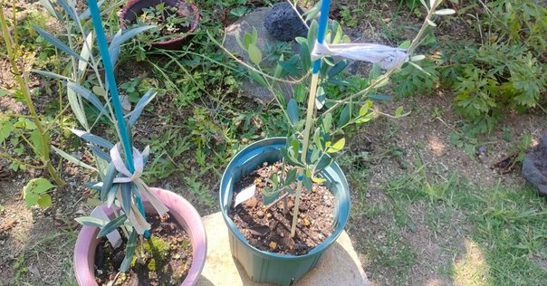 オリーブの花が咲かないのはなぜ？オリーブの特徴と上手に咲かせるコツを解説 - くらしのマーケットマガジン