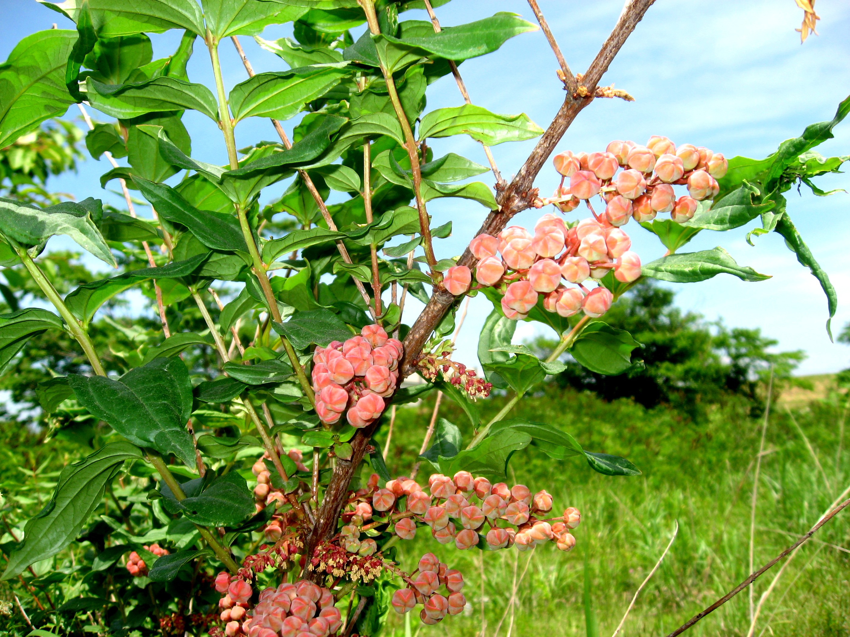 ドクウツギ - Wikipedia