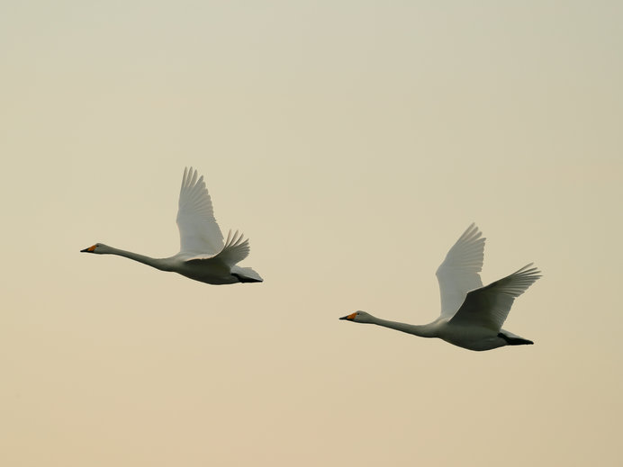 雁 鳥 アップ 顔の写真素材 - PIXTA