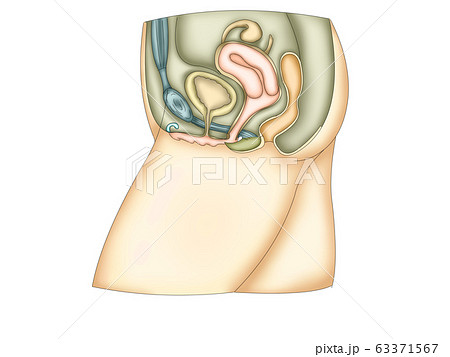 Amazon.co.jp:女性の膣解剖学的モデル女性の骨盤断面モデル等身大正中矢状解剖学的モデル取り外し可能な人間の女性の骨盤腔構造モデル 教育ツール用: 産業・研究開発用品