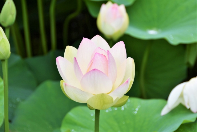 昨日は植物学の日☆花咲く祈りの寺☆清瀧寺