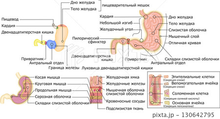 胃壁のしくみ：胃粘膜と胃小窩 いしょうか