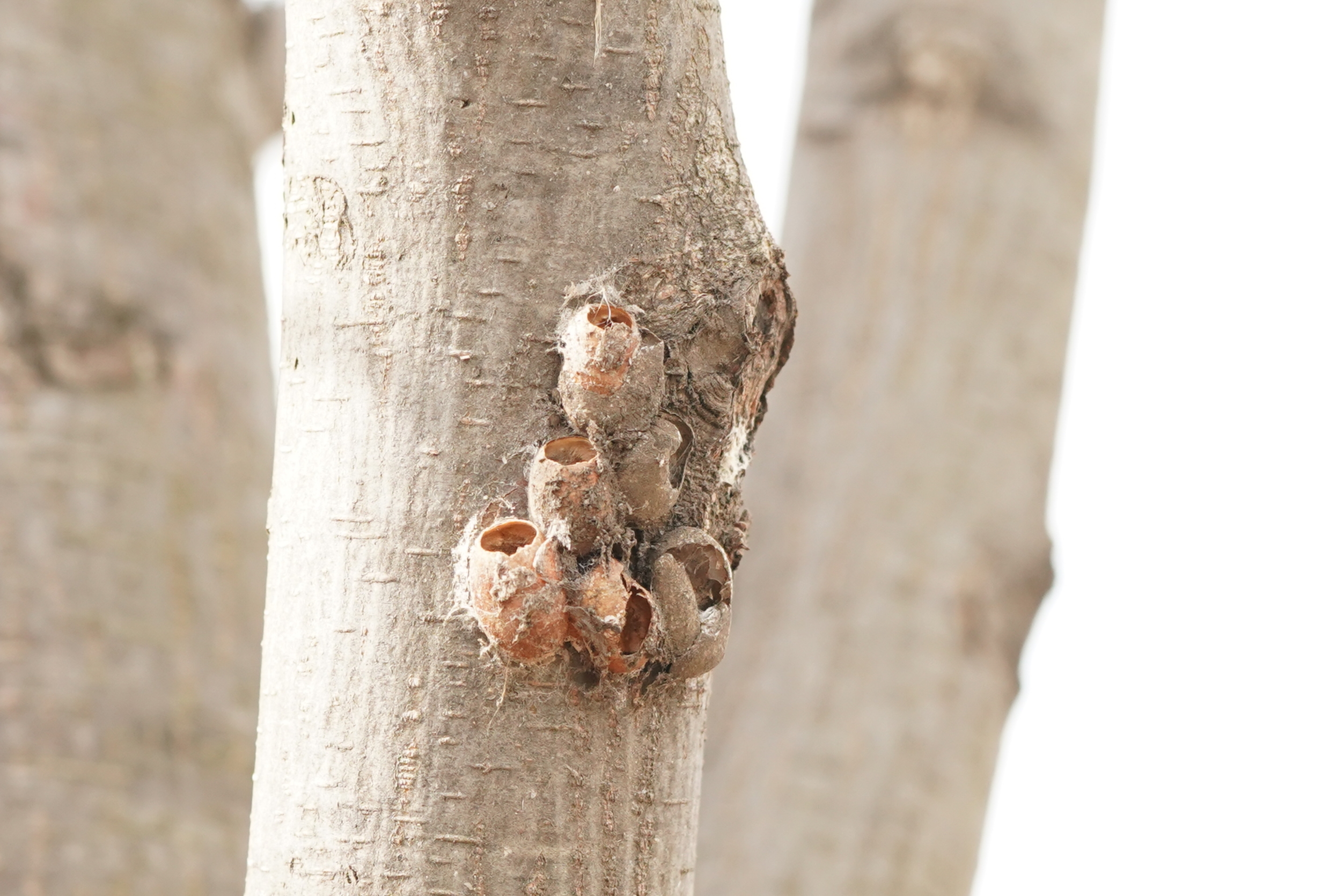 イラガの繭発見！ : SUGAR & BUTTER