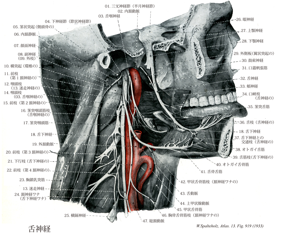 PowerPoint プレゼンテーション